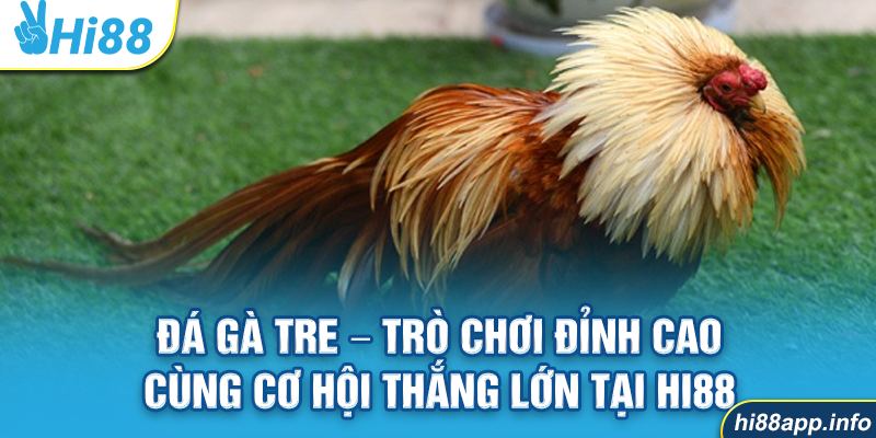 Đá Gà Tre – Trò Chơi Đỉnh Cao Cùng Cơ Hội Thắng Lớn Tại Hi88