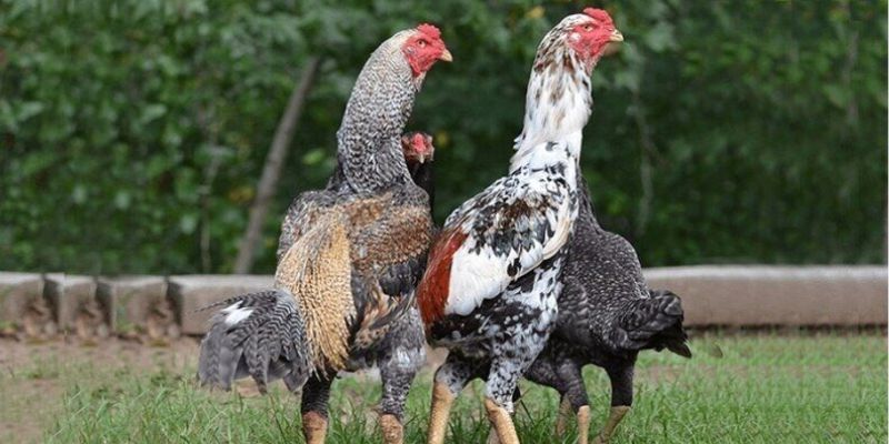Gà Chọi Đẹp: Tiêu Chí Đánh Giá Và Bí Quyết Chọn Chiến Kê Hay