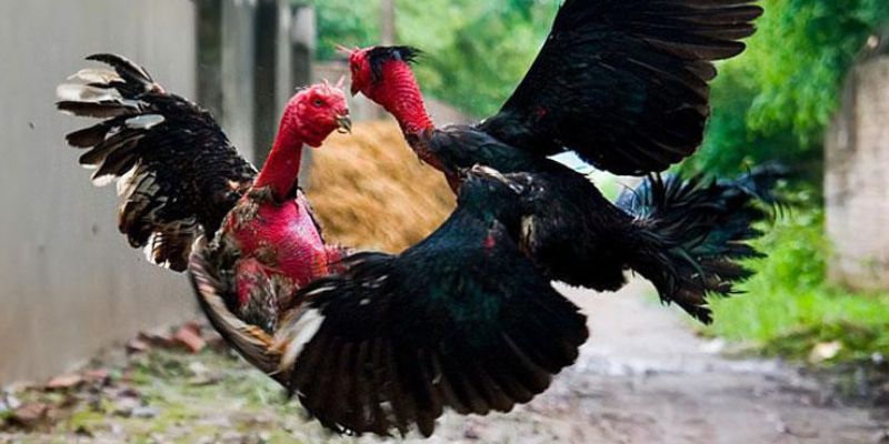 Gà Chọi Đẹp: Tiêu Chí Đánh Giá Và Bí Quyết Chọn Chiến Kê Hay