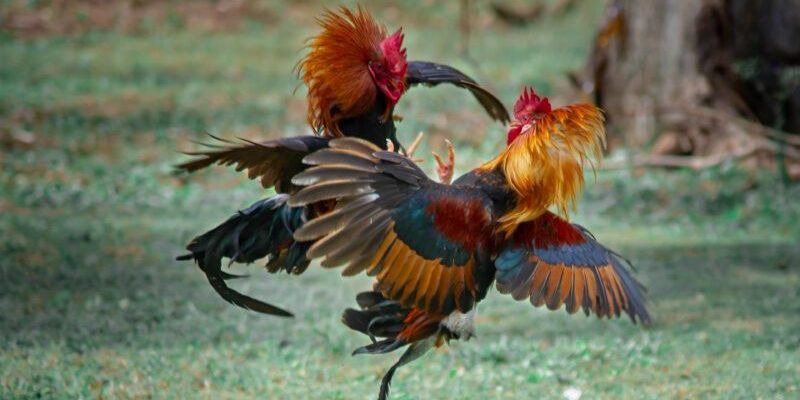 Gà Chọi Đẹp: Tiêu Chí Đánh Giá Và Bí Quyết Chọn Chiến Kê Hay